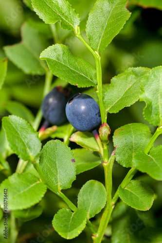 European blueberry on Velebit mountain, Croatia
