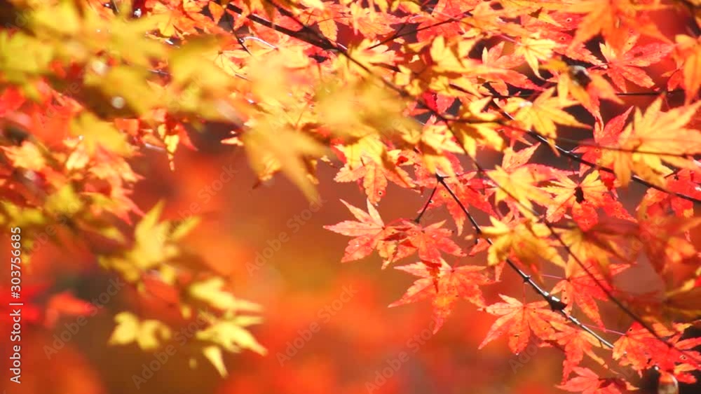 風に揺れる紅葉 風に揺れる紅葉