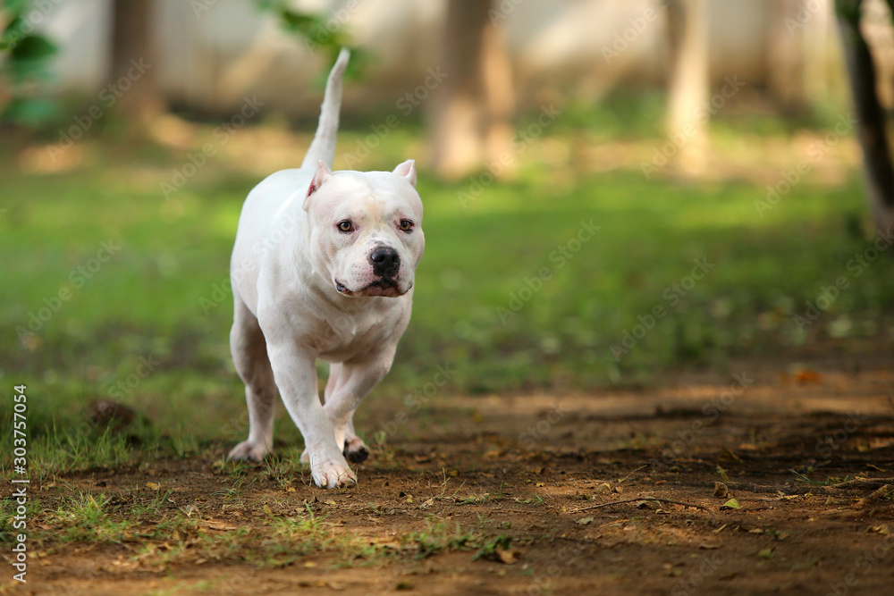 White dog in the park. American Bully dog walking in grass field.