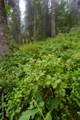 European blueberry on Velebit mountain, Croatia © Goran