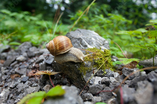 Helix pomatia snail on a rock