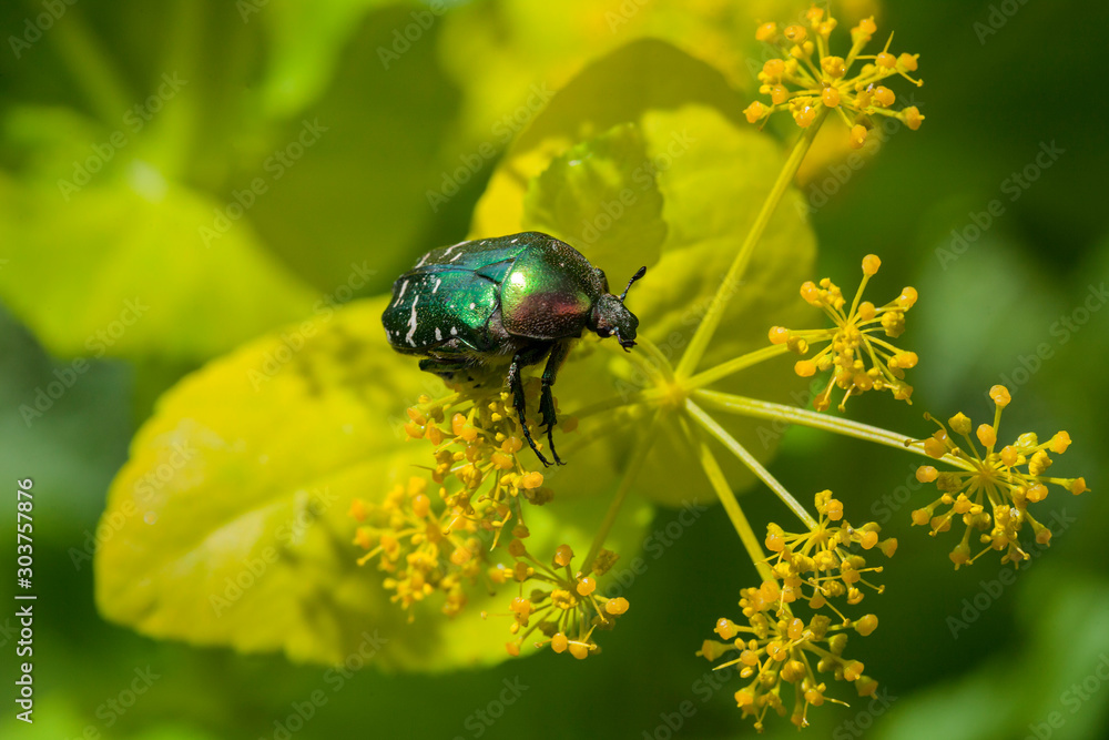 green rose chafer on a flower in Velebit mountain, Croatia green rose chafer on a flower in Velebit mountain, Croatia