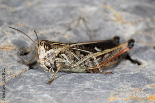 Macro portrait of the grasshoppers from the Velebit mountain, Croatia