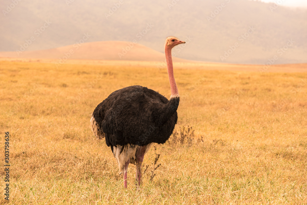 Naklejka premium Ostrich bird in the Ngorongoro crater National Park. Safari Tours in Savannah of Africa. Beautiful wildlife in Tanzania, Africa