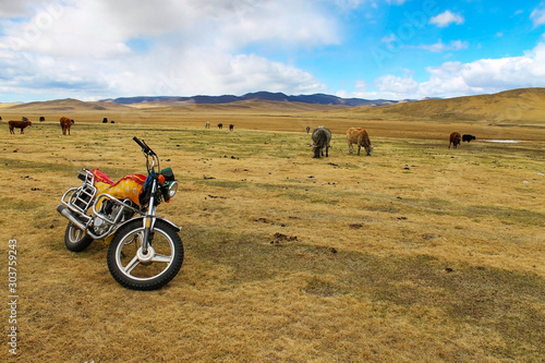 Decorated motorcycle or motorbike with yak herd in the steppe of Mongolia, the bike is replacing the horse to manage the cattle. photo