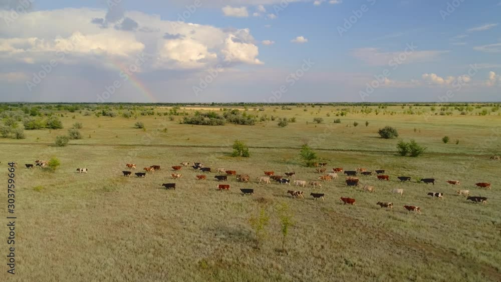 Drone herd flock bull cows beautiful cattle nowt neat walk along boundless steppe green sunny field flat pasture grazing. Unique natural landscape summer day wild Russia. Clouds rainbow horizon Drone herd flock bull cows beautiful cattle nowt neat walk along boundless steppe green sunny field flat pasture grazing. Unique natural landscape summer day wild Russia. Clouds rainbow horizon