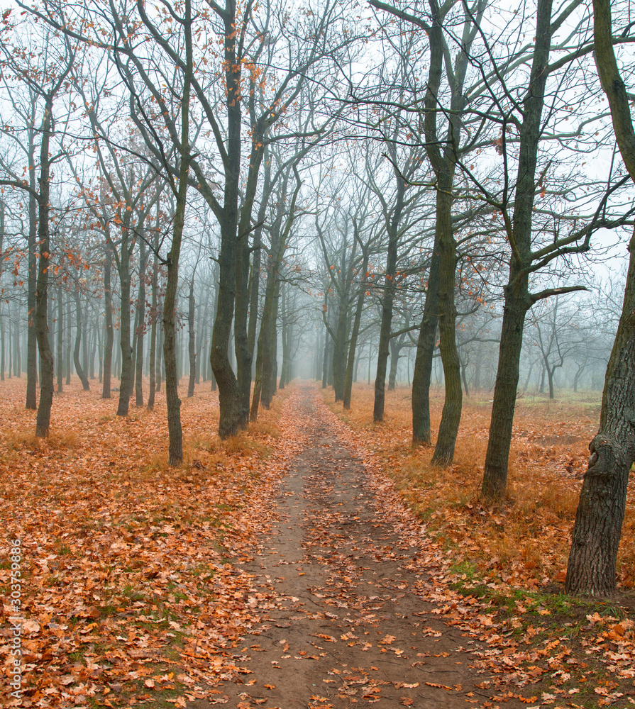 tree alley in the autumn park, orange leaves on the ground blue haze tree alley in the autumn park, orange leaves on the ground blue haze