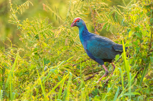 Purple Swamphen perching on a shrub looking into a distance