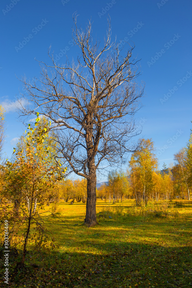 Dry tree in autumn forest