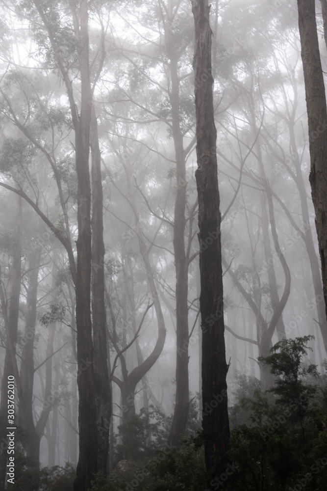 fog in the forest fog in the forest