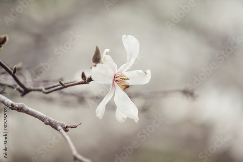 single white bud of magnolia flower on a brown branch  on a blurry light background