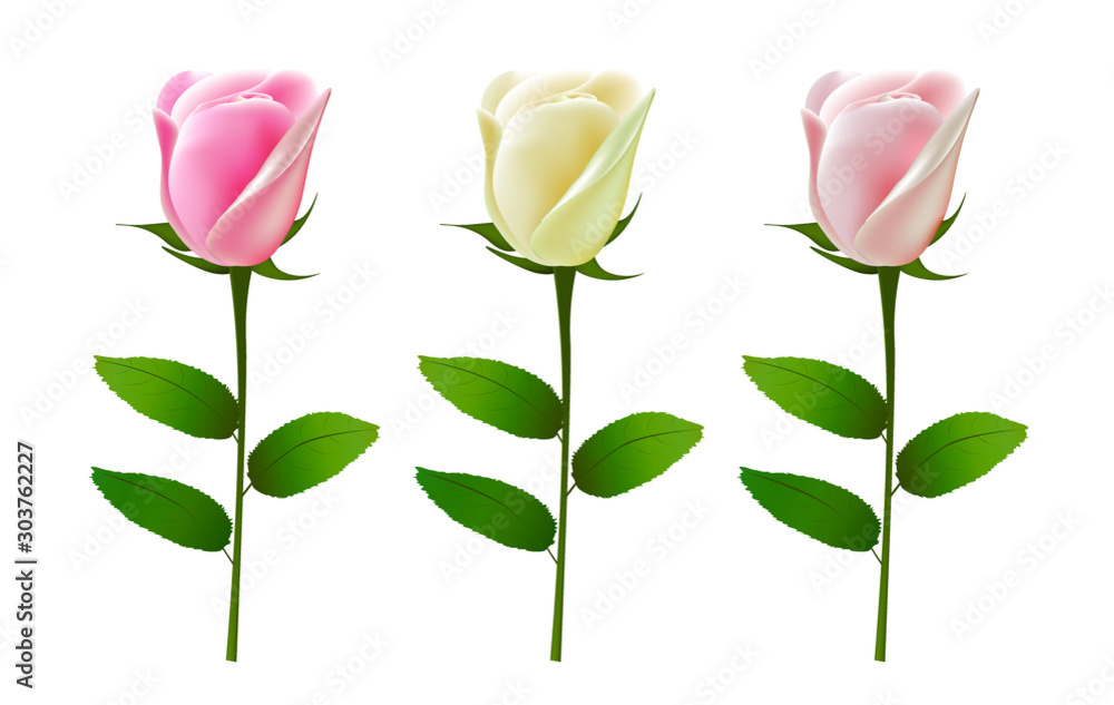 Set of roses. vector illustration