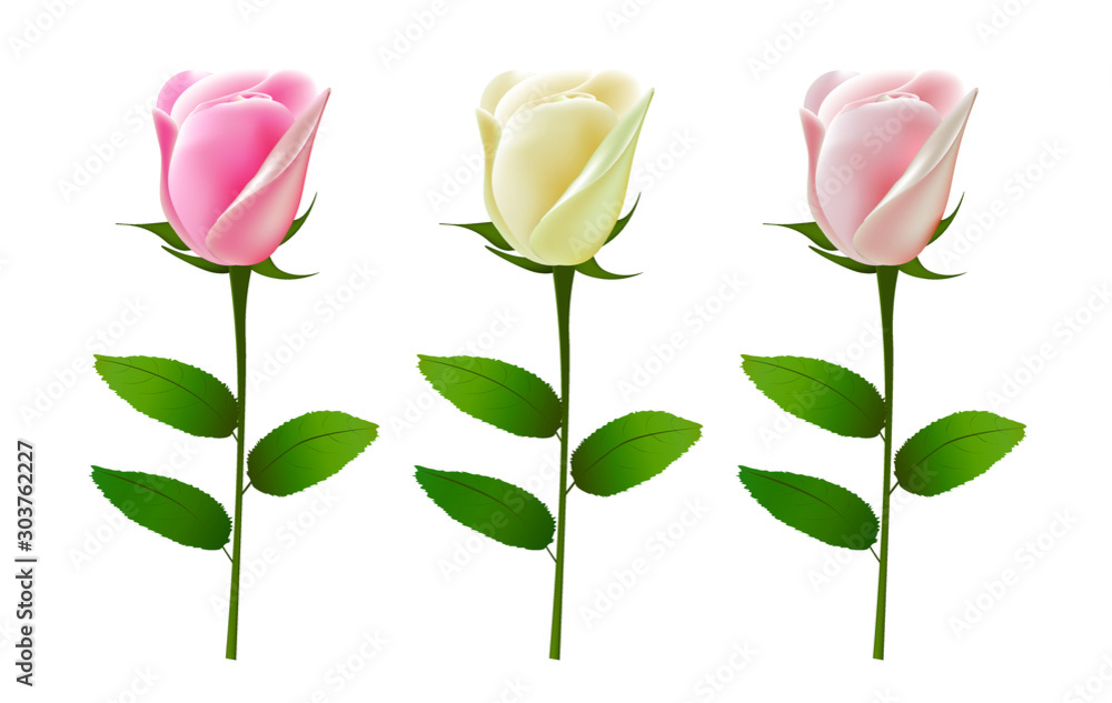 Set of roses. vector illustration Set of roses. vector illustration