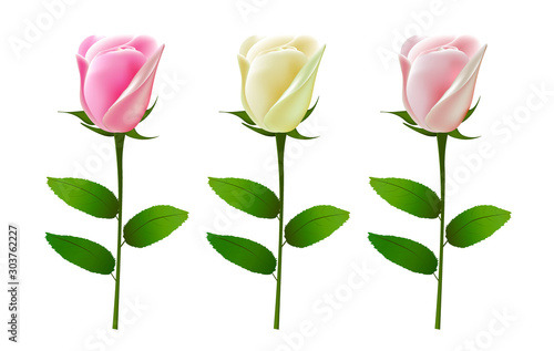 Set of roses. vector illustration