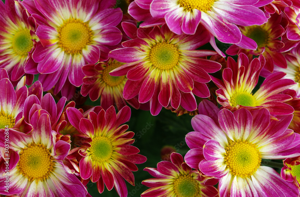 Colorful flowers in the garden