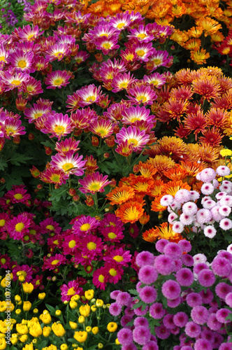 Colorful flowers in the garden © OMG Snap