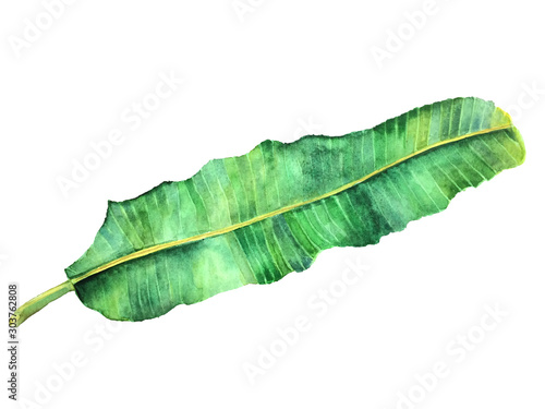 Watercolor single leaf Banana