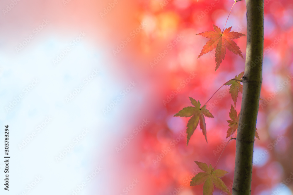 京の紅葉 京の紅葉