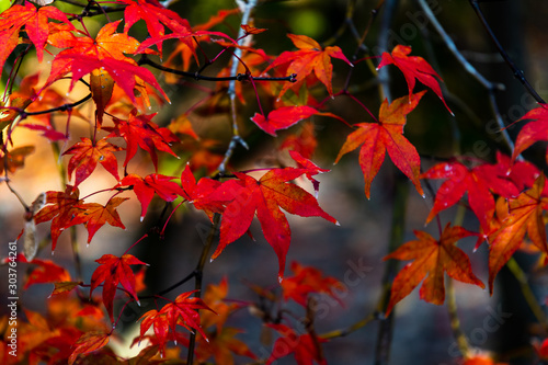 Autumn maple leaves at Japanese traditional garden in Kyoto. © DRN Studio
