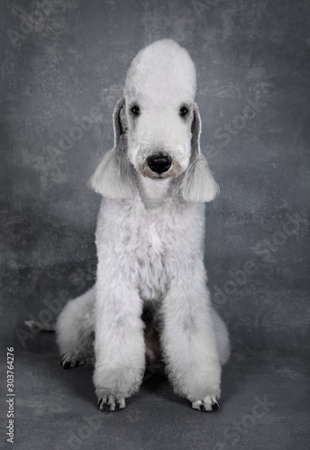 Lovely Bedlington Terrier dog sitting in the studio over gray background photo