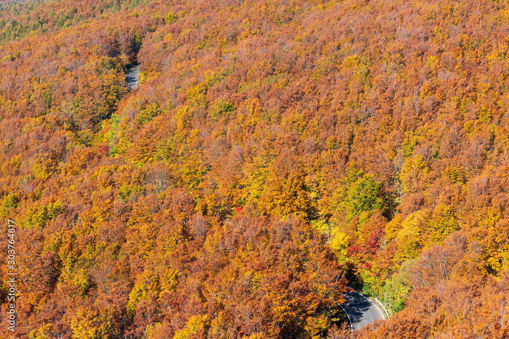 A road winds itself through the autumnal trees from the Hakkoda Ropeway in Towada Hachimantai National Park, Aomori Prefecture, Japan