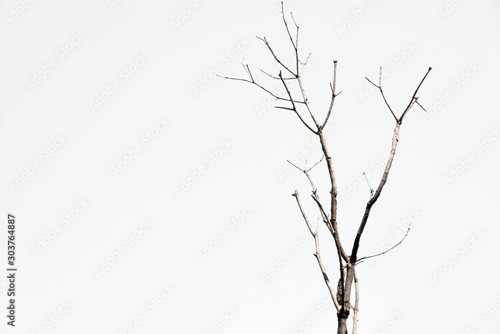 Fototapeta premium Tree branches on white background, isolated of die tree