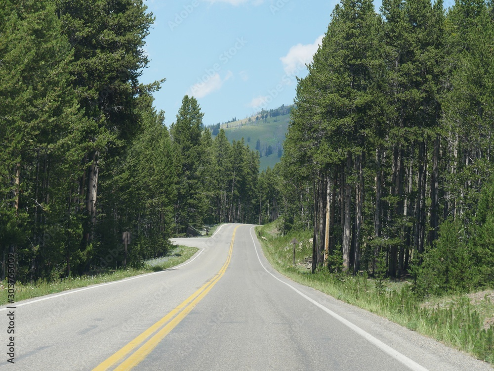 Medium wide shot of smooth roads road with tall trees growing along the roadside at Yellowstone National Park.
