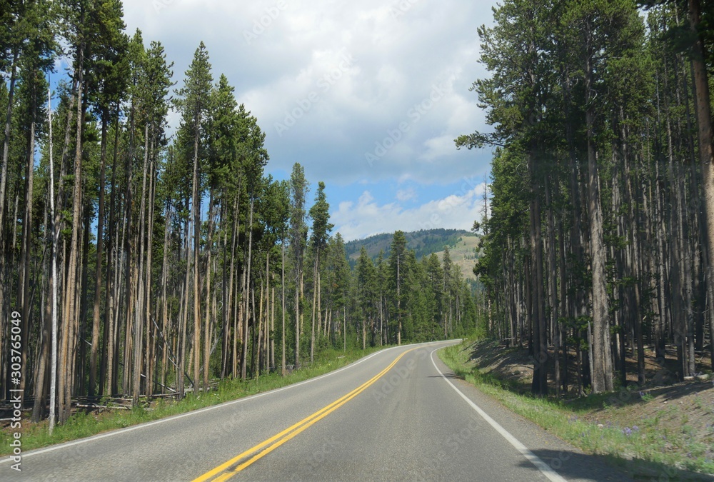 Paved winding road with tall trees growing along the roadside at Yellowstone National Park.
