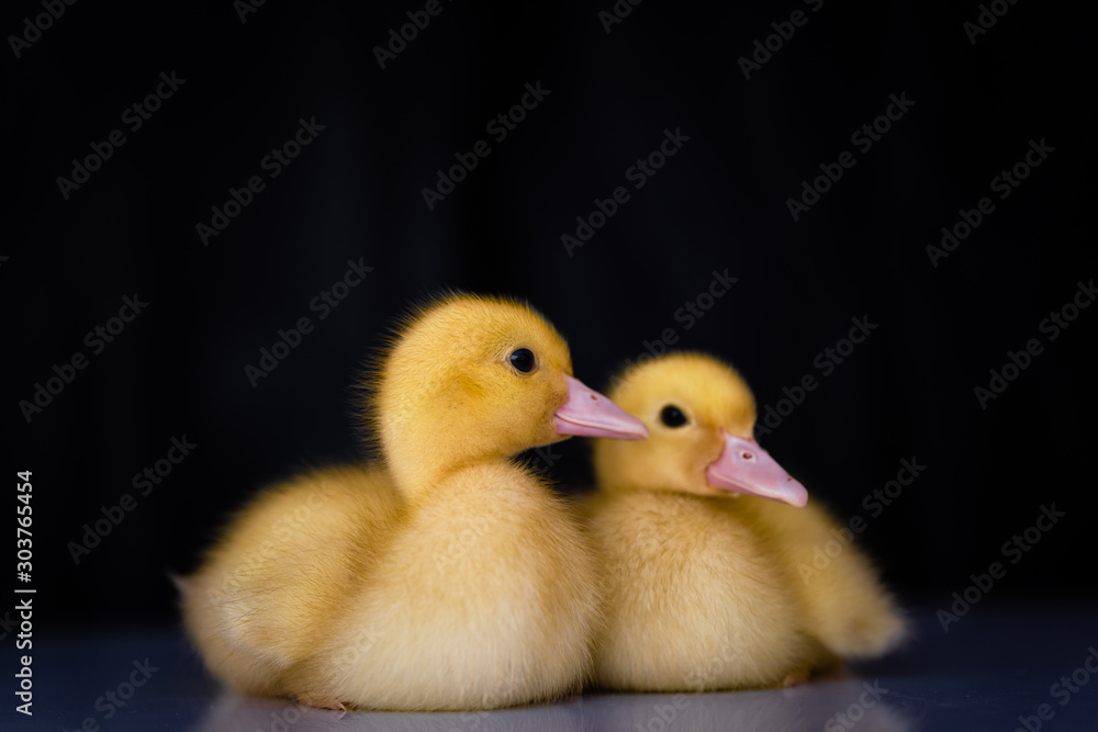 lovely yellow duck on black background