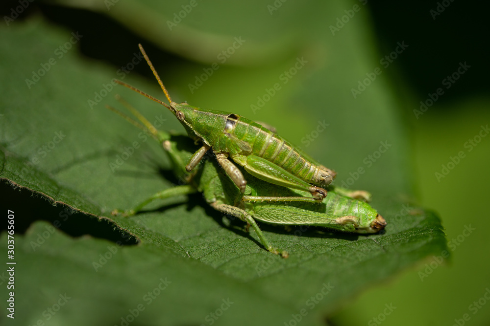 Grasshopper love Grasshopper love