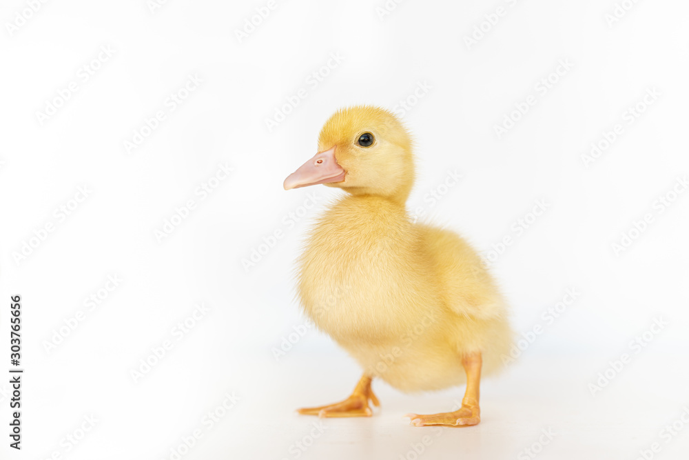 lovely yellow duck on white background isolated. lovely yellow duck on white background isolated.