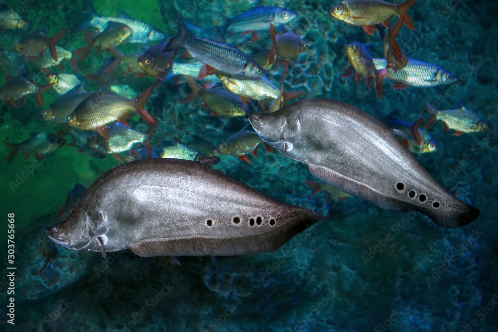 Fototapeta premium Fish indian knife or Chitala ornata (Notopterus chitala)