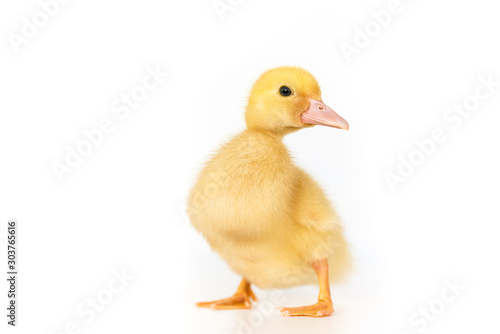 lovely yellow duck on white background isolated.