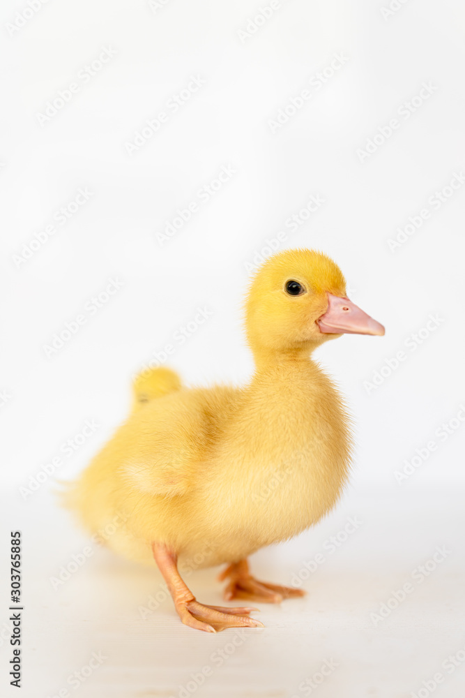 lovely yellow duck on white background isolated. lovely yellow duck on white background isolated.
