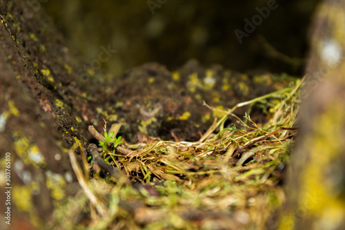 moss on tree (ID: 303765810)