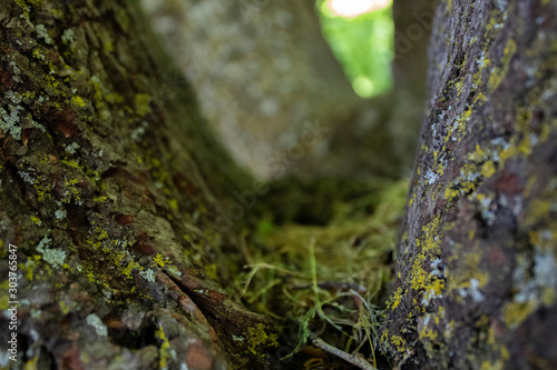 green moss on a tree (ID: 303765847)