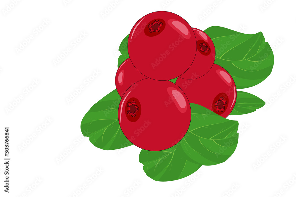 Lingonberry on isolated white background. Ripe wild lingonberries. Berries flat icon, cosmetics sign, healthy food logo. Cranberries with leaf for poster or emblem natural product vector illustration. Lingonberry on isolated white background. Ripe wild lingonberries. Berries flat icon, cosmetics sign, healthy food logo. Cranberries with leaf for poster or emblem natural product vector illustration.