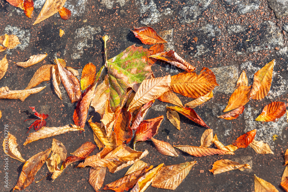Bright autumn leaves on the pavement. Background. Space for text. Bright autumn leaves on the pavement. Background. Space for text.