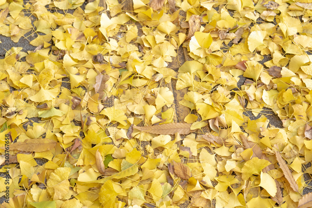 Autumn street with yellow maple leaves. Seoul Olympic Park in South Korea. Autumn street with yellow maple leaves. Seoul Olympic Park in South Korea.