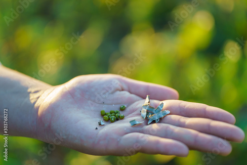 Mung bean on hands green pods (Vigna radiata) and mung bean leaves on the mung bean stalk