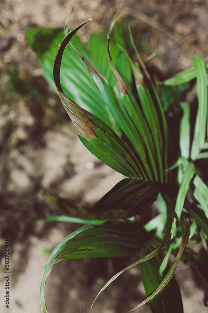 Obraz premium taking care of plants concept, close-up of palm plant outdoor with semi dry damaged leaves
