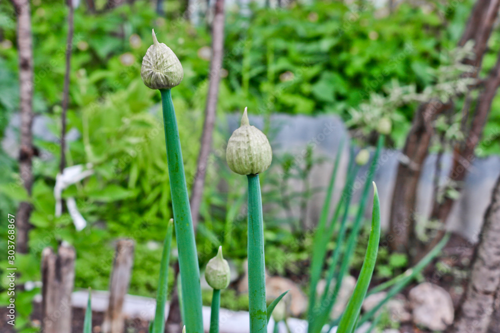 Buds of unbroken flowers of onion-batun. Buds of unbroken flowers of onion-batun.