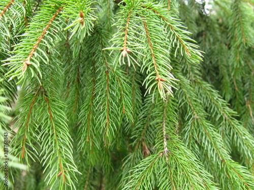 hanging branches of spruce with fluffy green natural needles © Lumatis