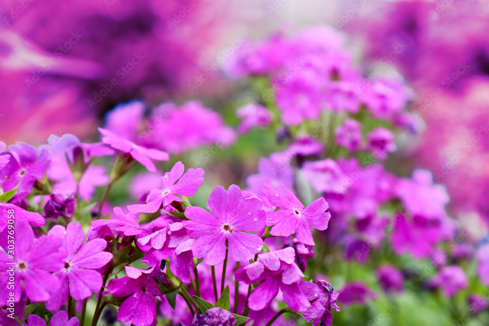 Bright purple gilliflower garden flowers on a blurred backdrop. Template for greeting card, design. Natural abstract background. Bright purple gilliflower garden flowers on a blurred backdrop. Template for greeting card, design. Natural abstract background.