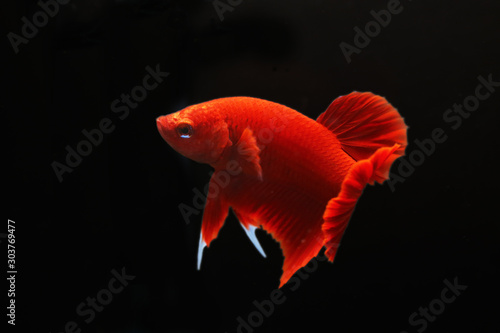 Super Red Betta with black background. Siamese Fighting fish solid red colour.