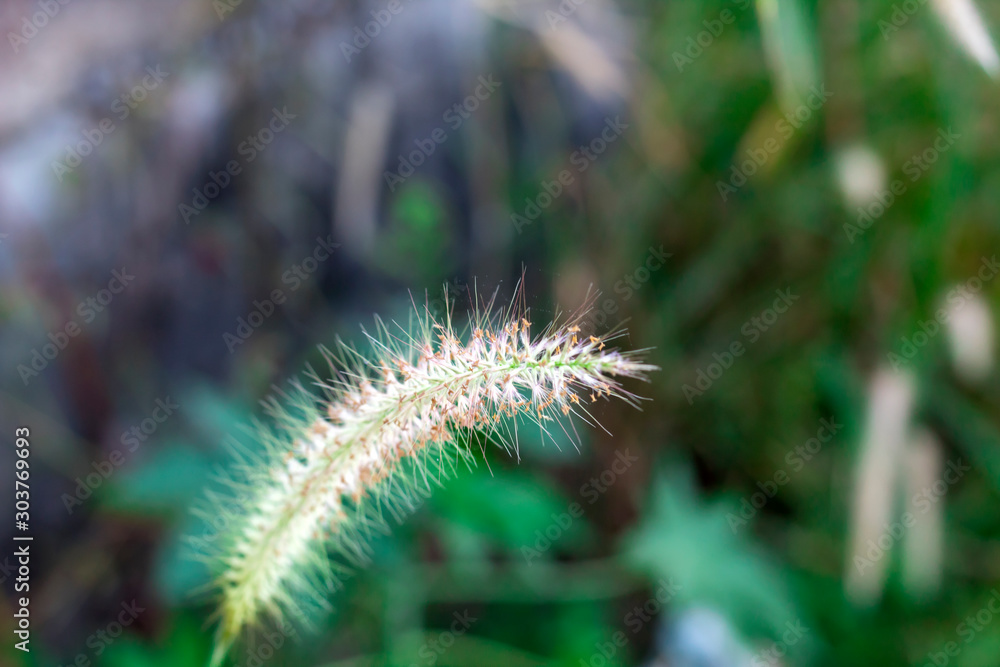 Highlighting the Grass flowers, Blurred background image Highlighting the Grass flowers, Blurred background image