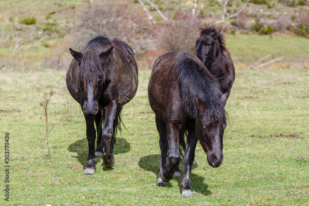 Equus caballus. Grupo de caballos pottoka moviéndose en la pradera. Equus caballus. Grupo de caballos pottoka moviéndose en la pradera.