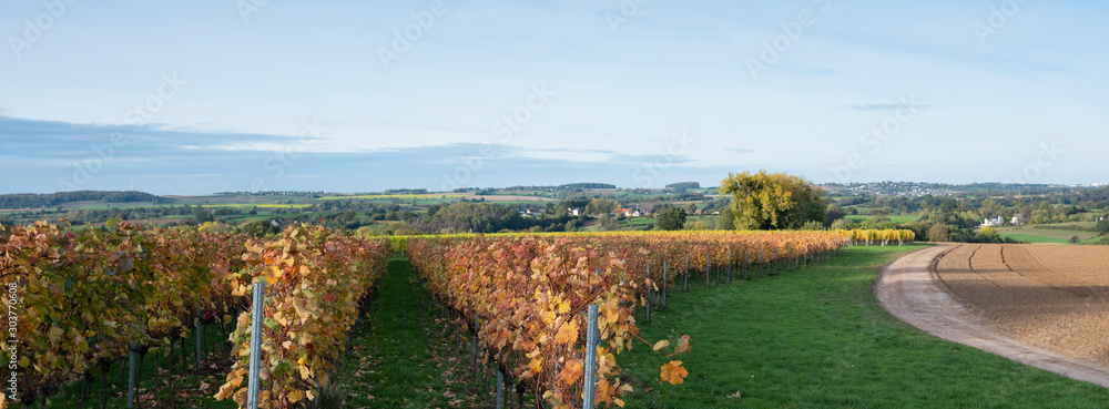 vineyard in the hills of dutch province south limburg in the fall