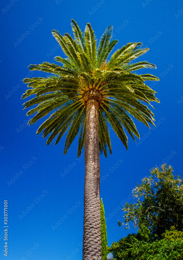 Fototapeta premium California Coast