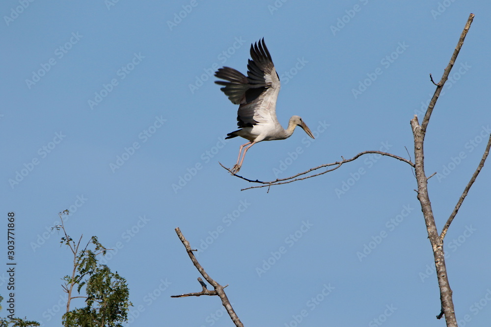 bird in flight bird in flight